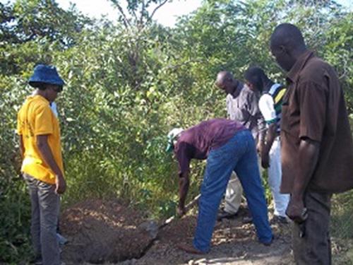 Trees plantation.
