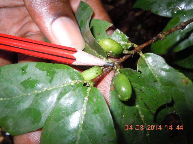 Aphids on coffee.
