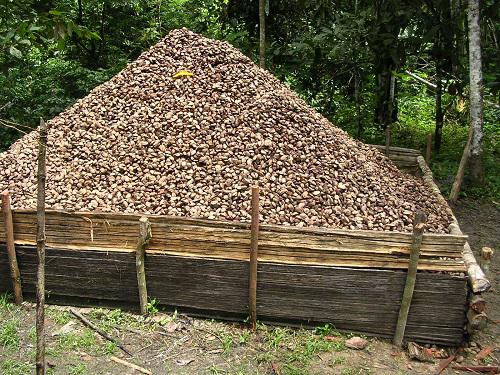 Brazil nut mountain.