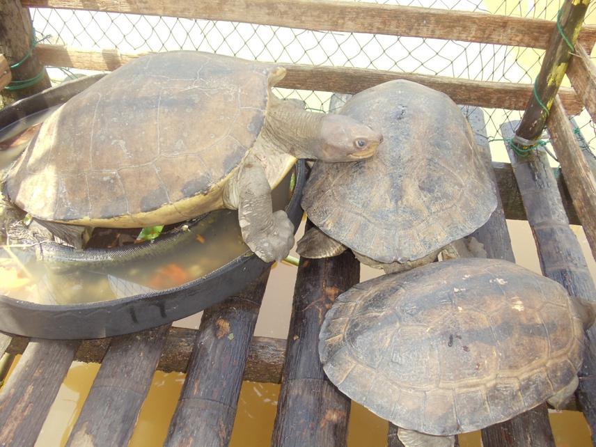 Tuntong Laut found in villagers homes.