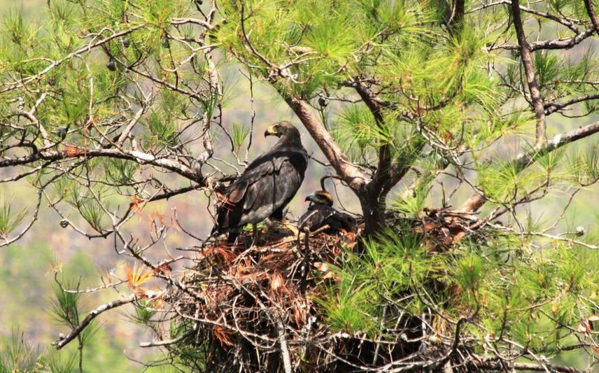 Adult female and nestling on nest when nest was first discovered on 30 June 2011. © R. Martinez