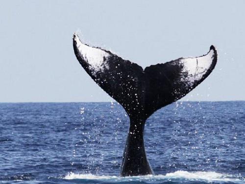 Humpback fluke 2013.