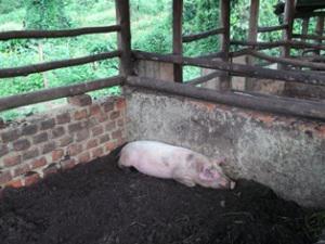 Pig in new pen