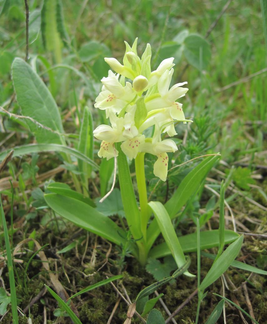 Dactylorhiza sambucina (L.) Soó.