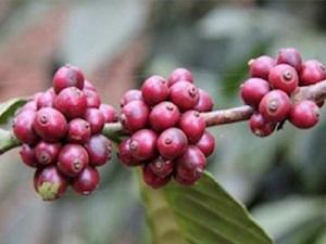 Coffee beans.