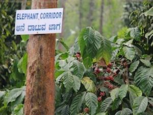 Elephant corridor through coffee estates.