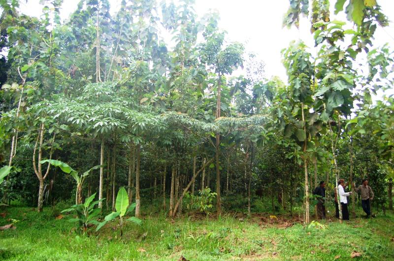 The potential area for establishing biodiversit park.