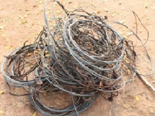 Some of the wire snares encountered during the survey.