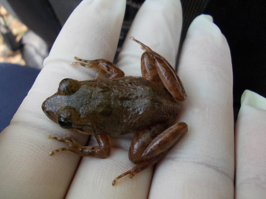 Mantidactylus sp. aff. ulcerosus. © Tsanta Fiderana Rakotonanahary