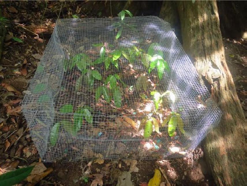 Seedlings in an experimental (vertebrate exclosure) plot. © Rajeev Pillay
