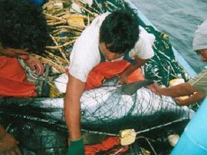 Entangled dusky dolphin in a gillnet for sharks and rays.