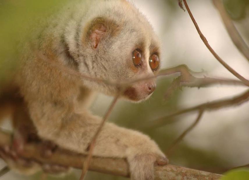Slow loris, South Garo Hills. ©M D Madhusudan.