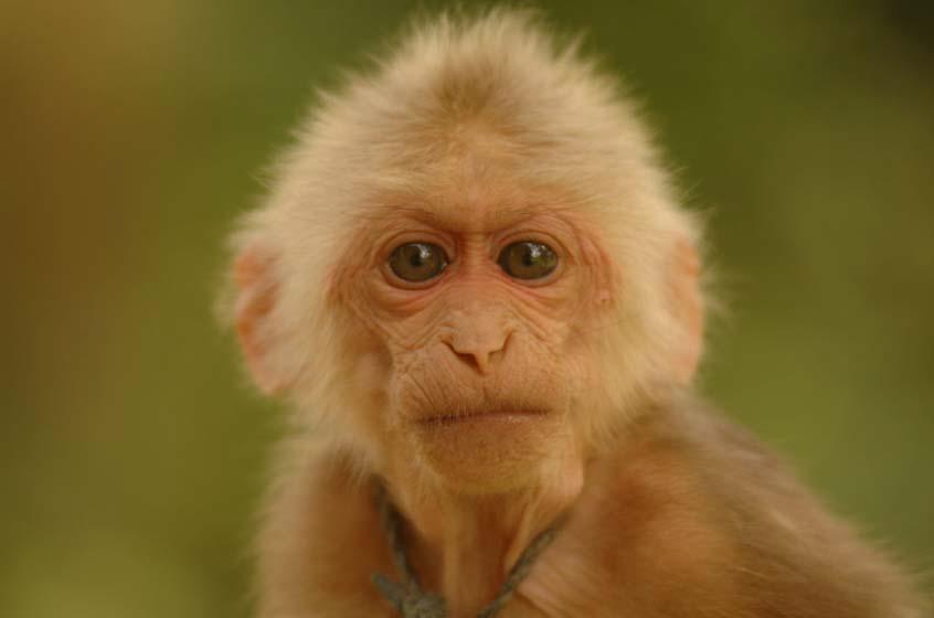 Stump Tailed Macaque, South Garo Hills. ©M D Madhusudan
