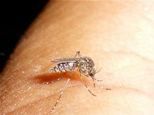 Female adult of Aedes sp.