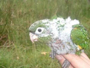 Yellow flame parakeet.