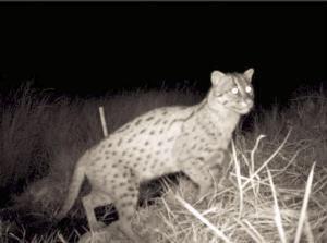 Adult female “Wishbone”. Her name comes from the Y‐shaped lines on her right shoulder which resemble a wish bone.