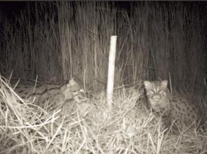 Wish bone and her kitten.