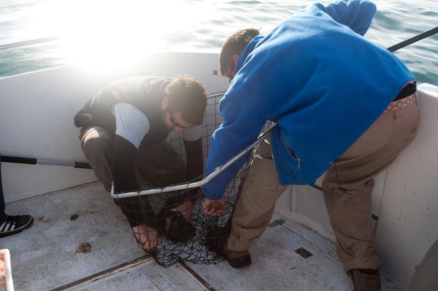 Dr. German Garcia (holding a fish landing net) and Lic. Juan Pablo Seco Pon capturing seabird.