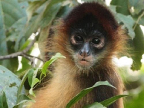 Ateles geoffroyi geoffroyi.