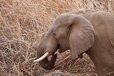 Reintroduced elephants tagged with satellite collars.