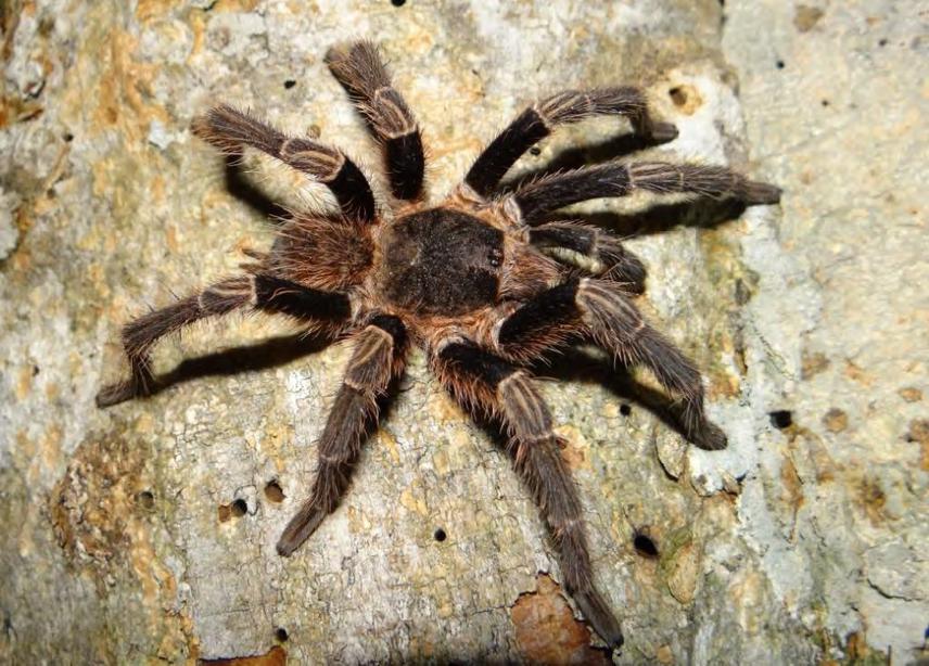 Adult male of Vitalius paranaensis a common tarantula at the Atlantic Forest