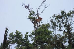 Probosics monkey in Samunsam Wildlife Sanctuary.