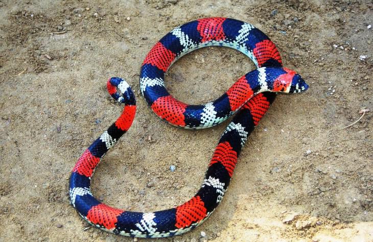 Lystrophis semicinctus