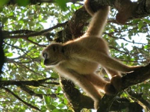 Southern-muriquis found during line transect sampling.