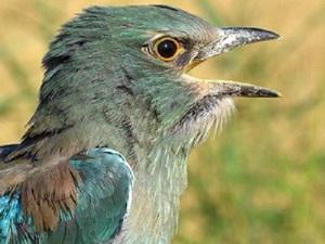 Coracias garrulus.