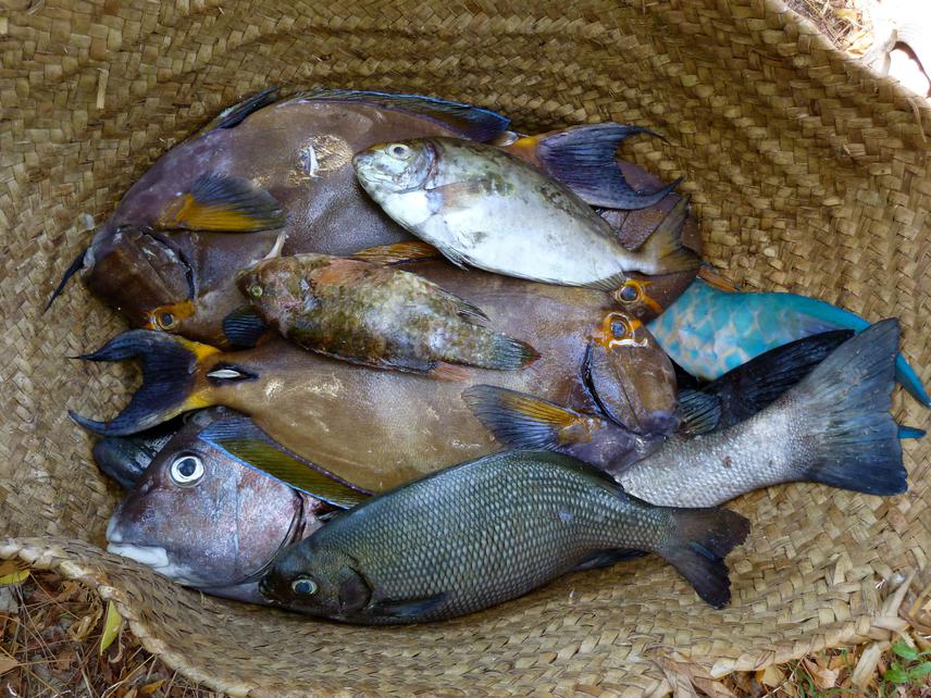 Fish catch.