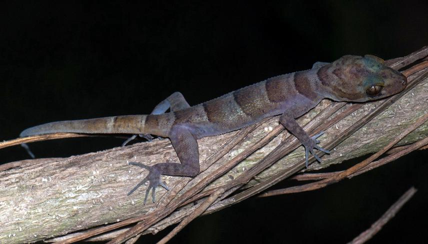 Adult female paratype (NUOL R-2013.1) of Cyrtodactylus jaegeri sp. nov. in life. © T. Calame.