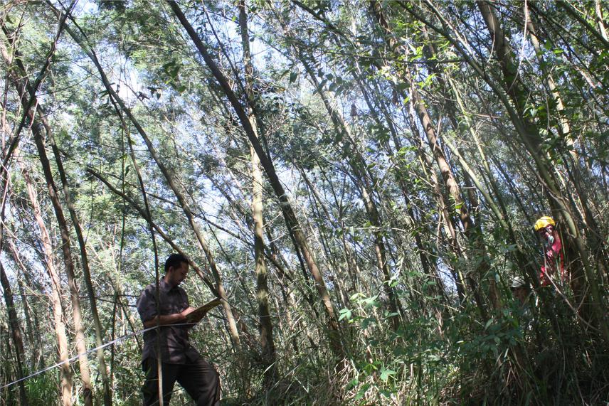 Sampling in Acacia decurrens stand.