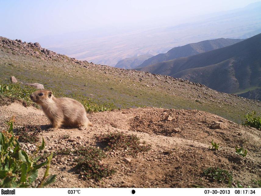 Menzbir marmot.