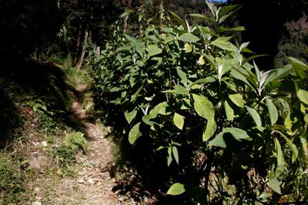 Bich-Gaon forest village bio-fence, Nov 2013.