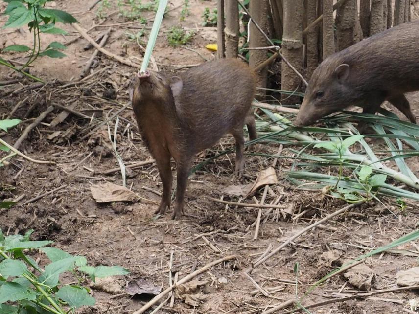 Pygmy Hog.