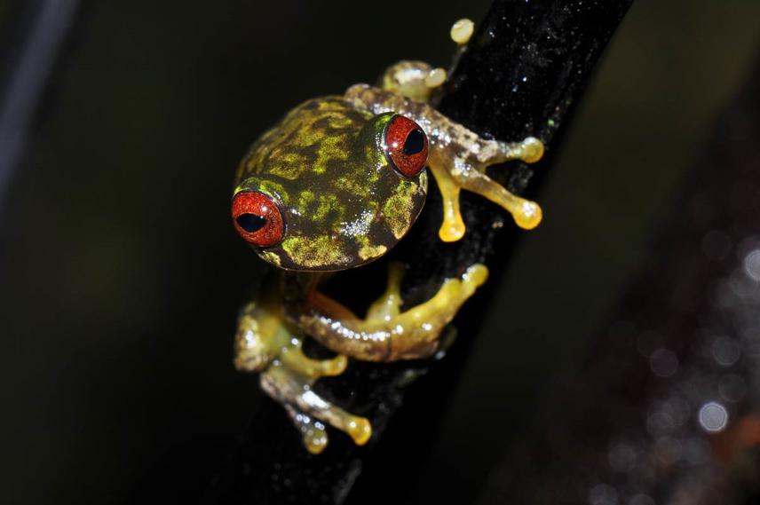 Adult mossy red-eye tree frog (Duellmanohyla soralia). © Jonathan E. Kolby