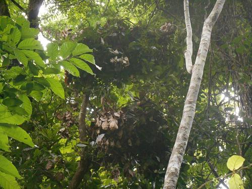 A group of two nests found in a nesting site in Mbam Djerem National Park.