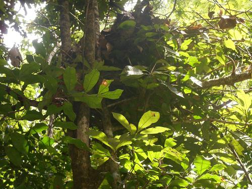Old nest of chimpanzee found in the Mbam Djerem National Park.
