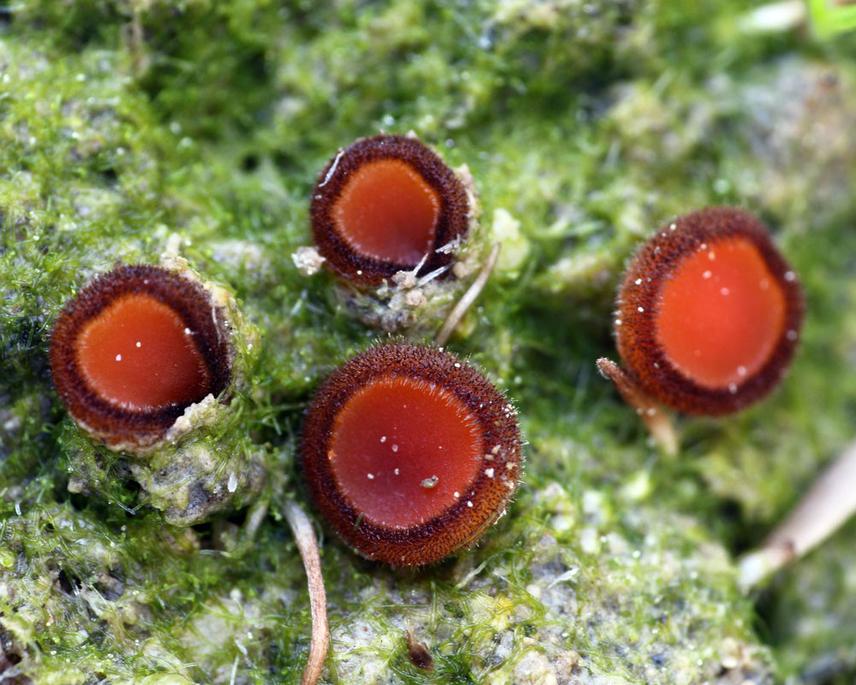 Scutelinia sp. on muddy soil