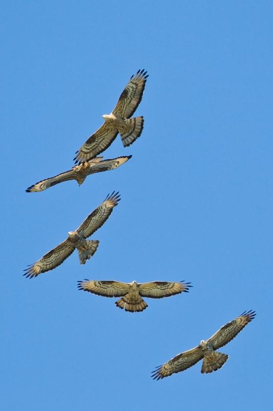 Honey Buzzards are the Most Common Migratory Raptor Observed in Batumi. ©Otto Plantema