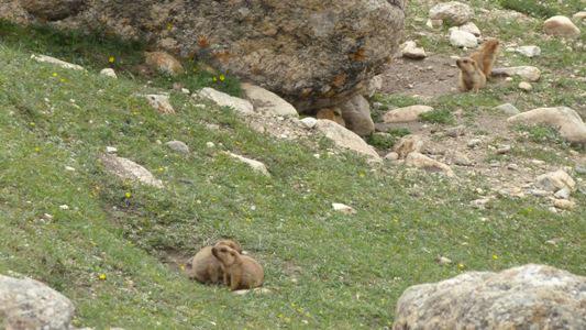 Marmots in Upper Mustang.