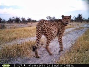 Cheetah.