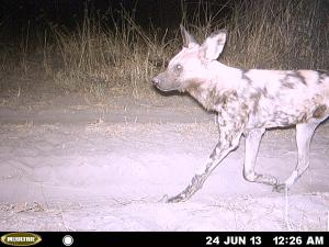 Wild dog.