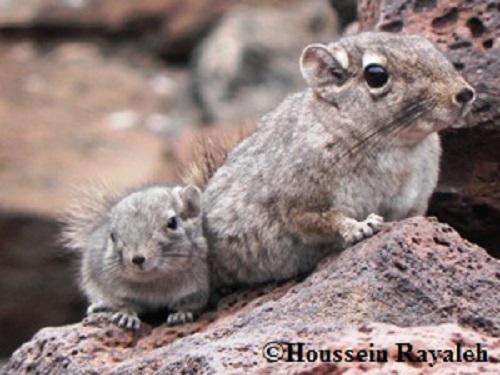 Adult female of Gundi and young - Common mammal species.