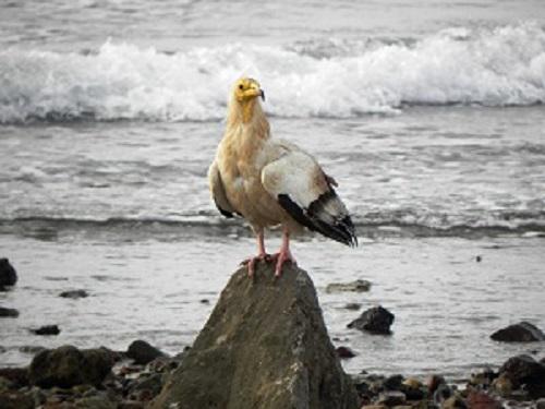 Egyptian vulture, endangered species.