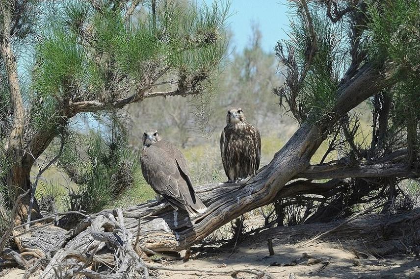 Saker falcon fledglings - this species as a new enemy for Ile subspecies Turkestan Ground-jay appeared in the same habitats.