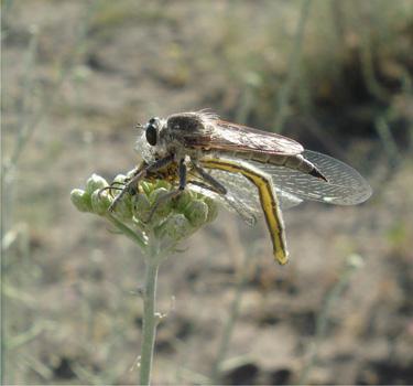Machimus erivanensis V. Richt. registered in “Goravan Sands” Sanctuary.
