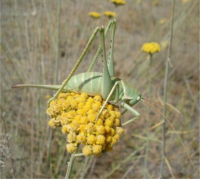 Phytodrymadusa armeniaca Ramme registered in “Goravan Sands” Sanctuary.