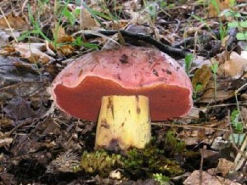 Boletus lupinus, a thermophilic species from oak forests.