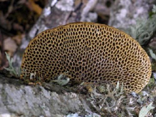 Hexagonia nitida on Macedonian oak in Prespa NP.